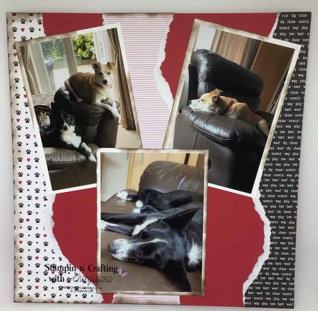 Scrapbook layout - Its a dogs life