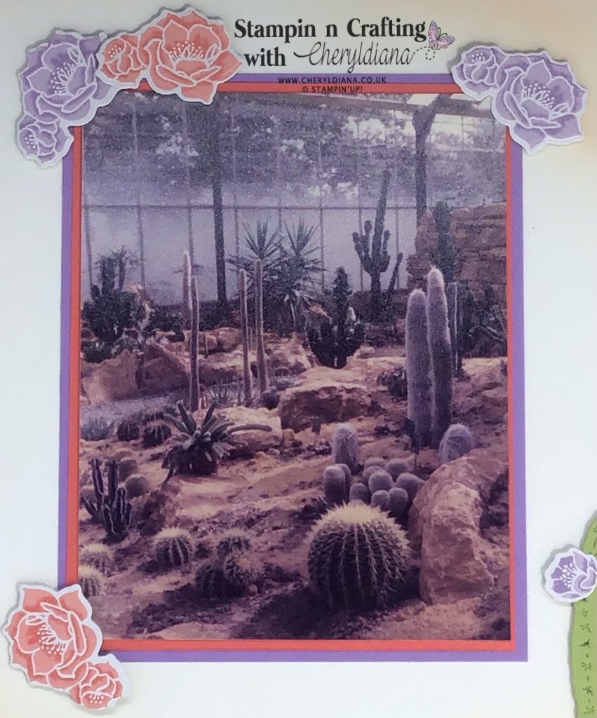 Photograph of the Cactus Area at Jungleland in Barnstable