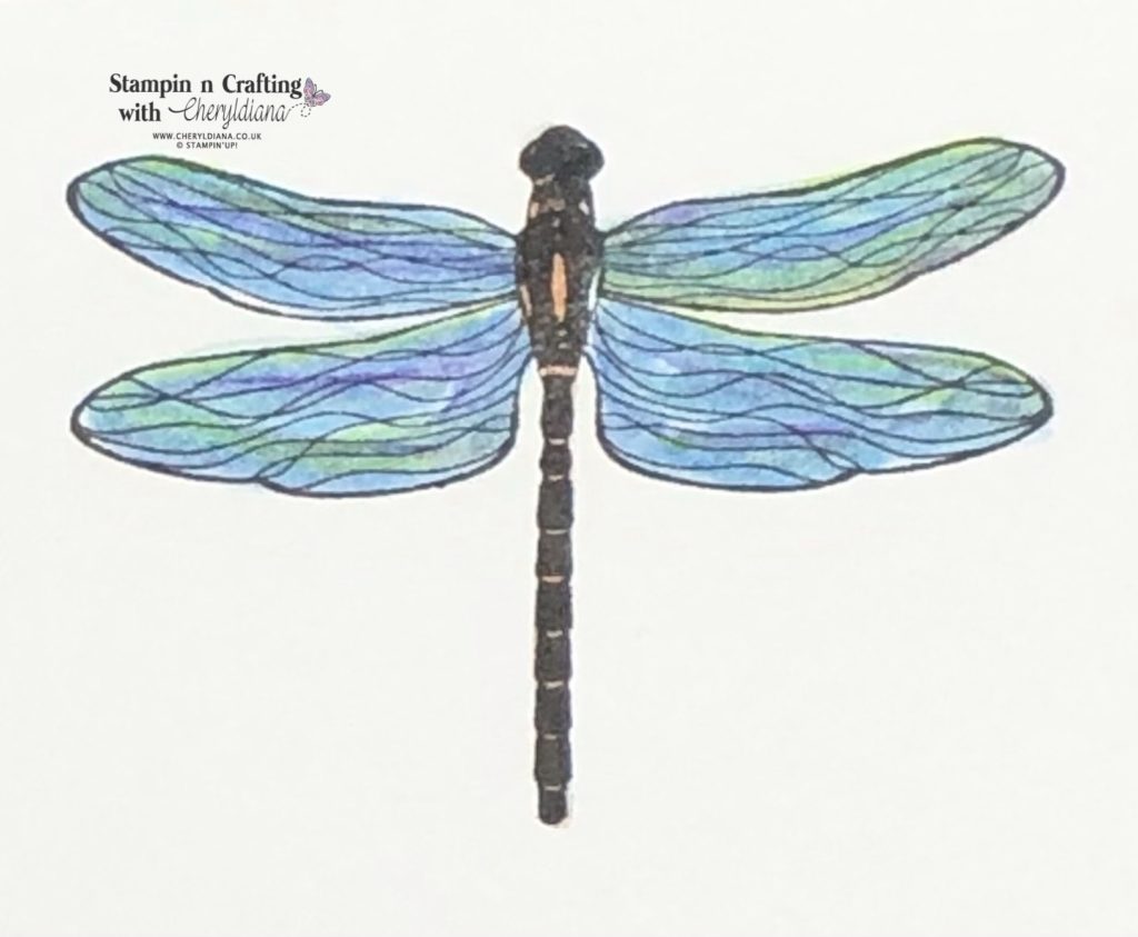 Photo of finished coloured in Dragonfly from the Dragonfly Garden Stamp Set