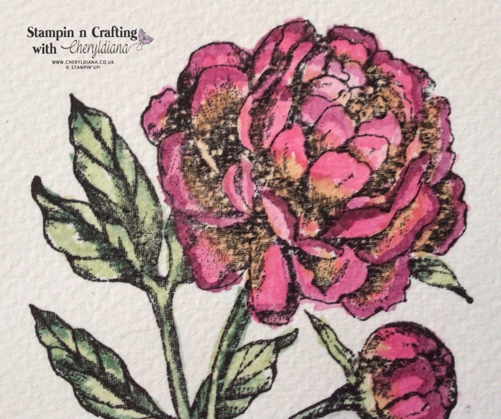 Photo of watercoloured Peony image for Colour Challenge Sympathy Card